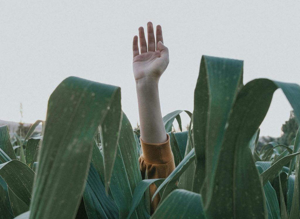 a raised hand on a corn field